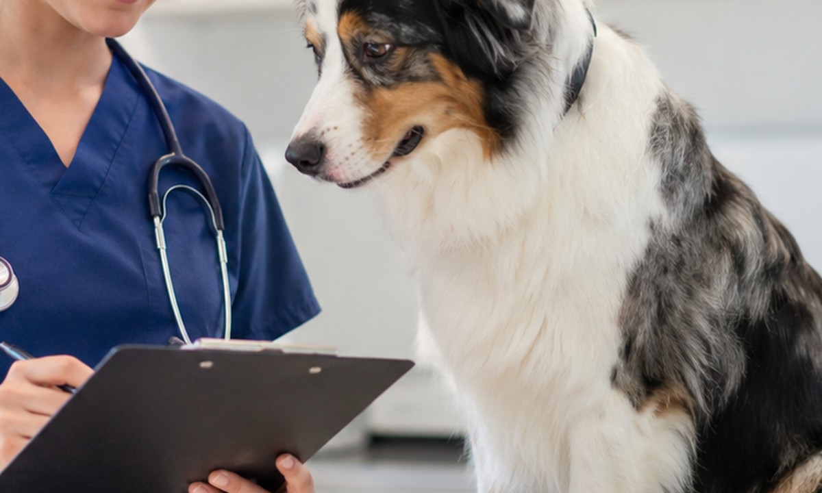 What to Note After a Dog Health Check